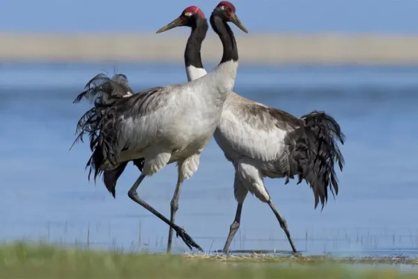 Sếu cổ đen – Loài chim quý hiếm chỉ có tại Bhutan trong tour birding đặc sắc