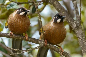 Ngắm loài chim Black-faced Laughingthrush trong tour ngắm chim Bhutan