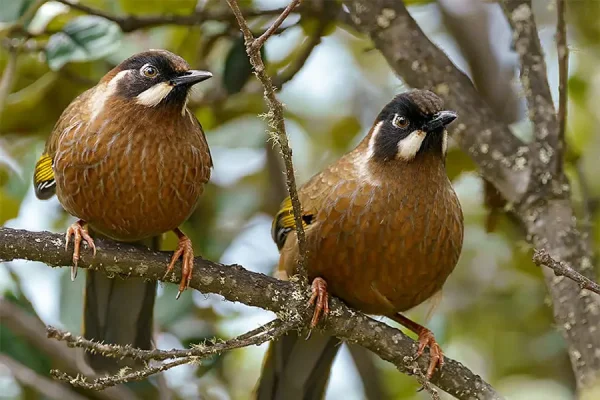 Ngắm loài chim Black-faced Laughingthrush trong tour ngắm chim Bhutan