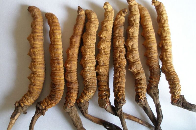 Đông trùng hạ thảo của Bhutan