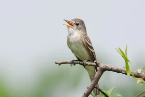 Trải nghiệm tour birding Bhutan và ngắm loài Flycatcher quý hiếm
