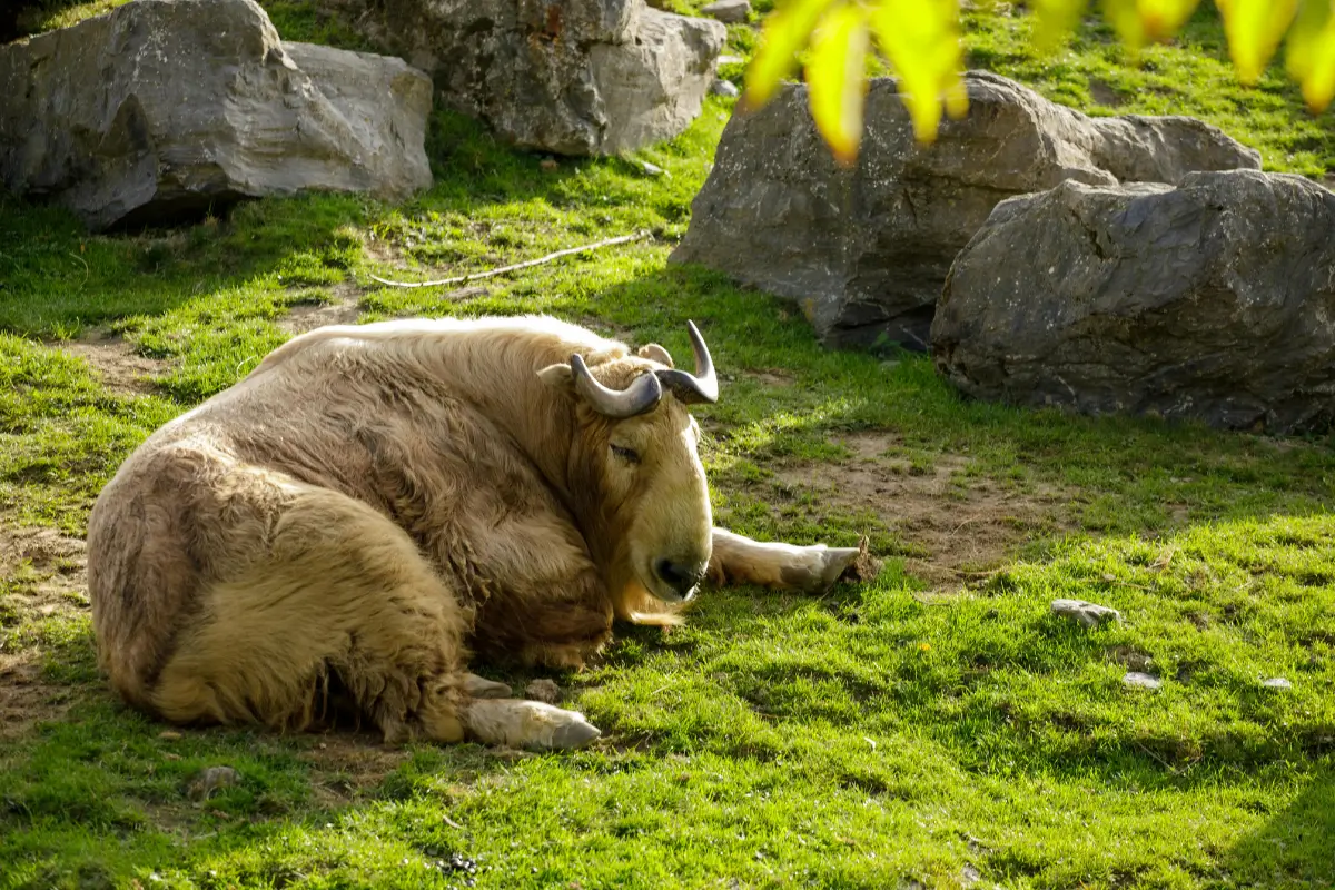 Motithang Takin Preserve – gặp quốc thú Bhutan
