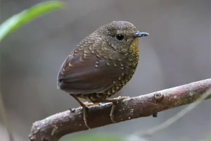 Ngắm loài chim Pygmy Wren Babbler trong tour ngắm chim Bhutan