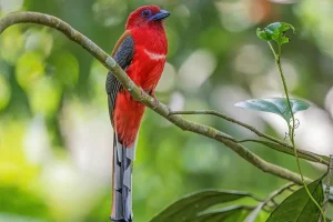 Ngắm loài chim Red-headed Trogon trong chuyến birding Bhutan
