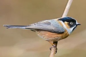 Ngắm chim Rufous Fronted Tit tại Bhutan