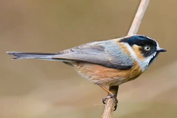 Ngắm chim Rufous Fronted Tit tại Bhutan