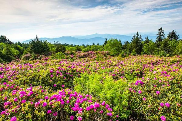 Tour đi Bhutan hoa đỗ quyên