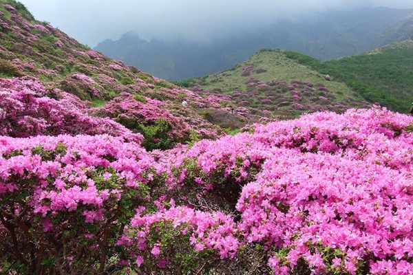 Lễ hội đỗ quyên tour du lịch bhutan