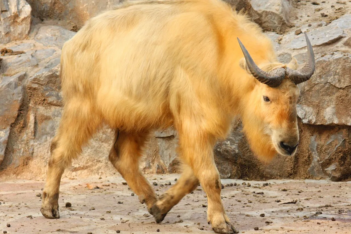 takin bhutan