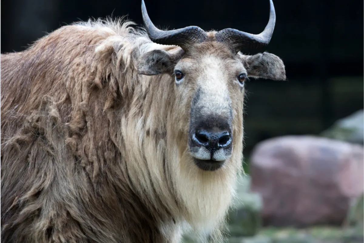takin linh vật của bhutan