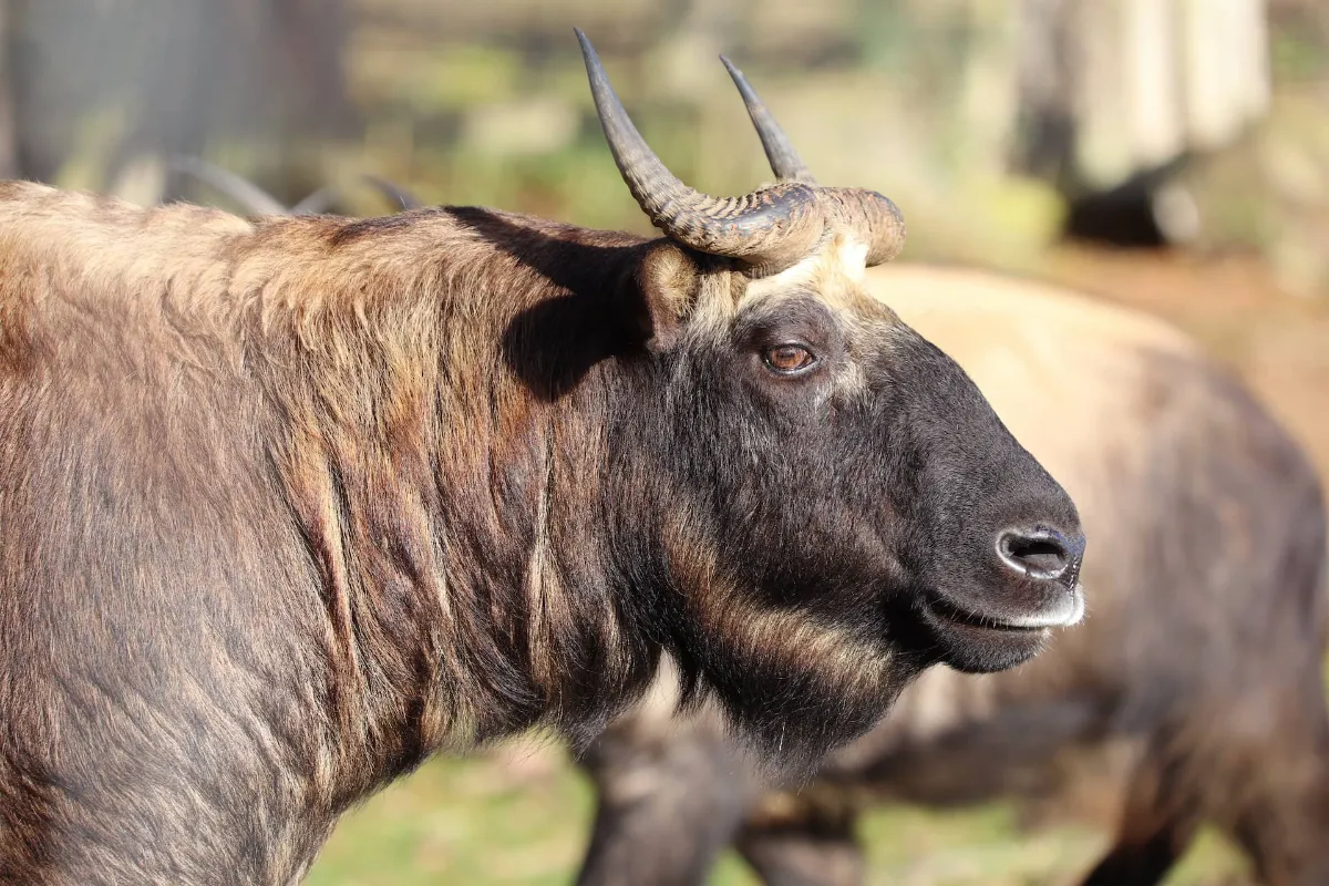 takin linh vật của bhutan