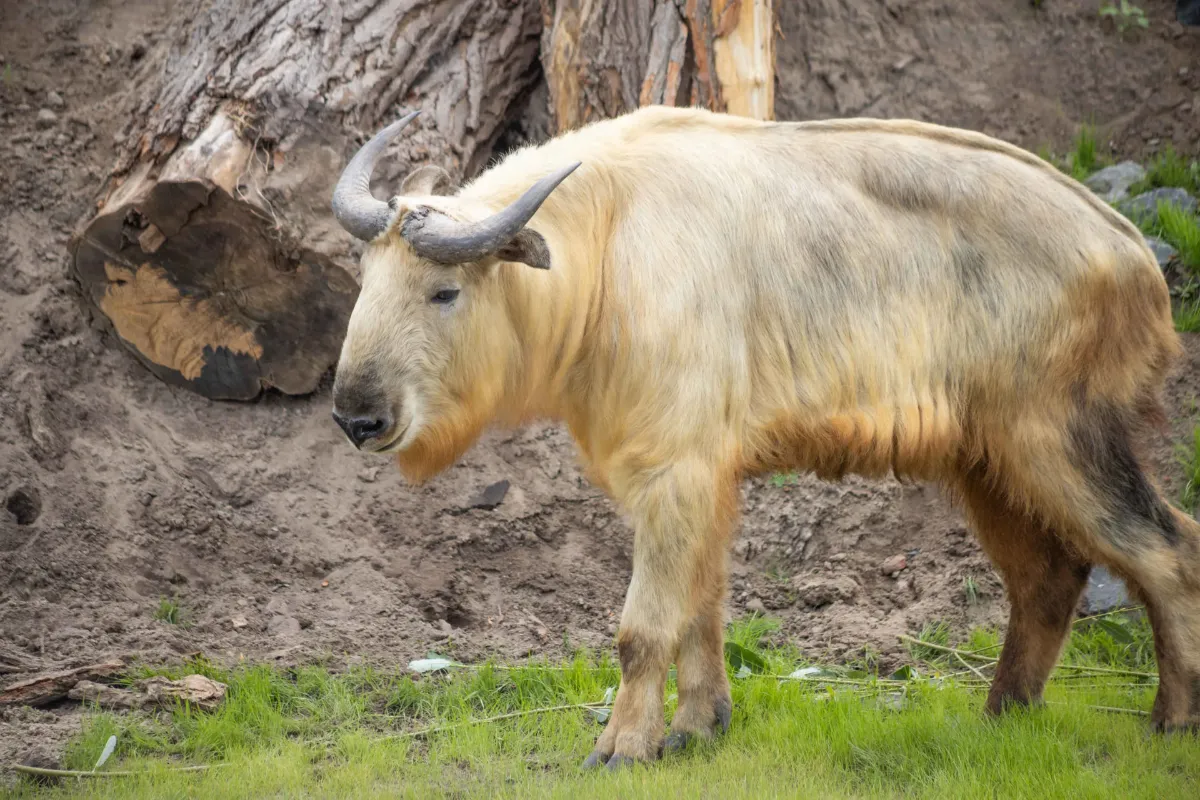 takin bhutan