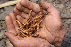 Món quà thiên nhiên Bhutan